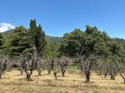 Top Miramonte