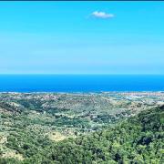 Top Petrizzi
