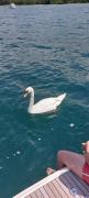 Top Pogradec