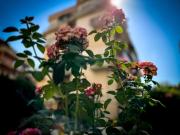 Top Rome