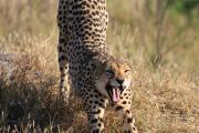 Top Maun Top Maun