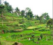 Top Tetebatu
