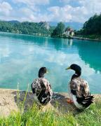 Top Bled