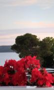 Top Vodice