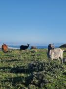 Top Tarifa