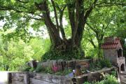 Top Planina