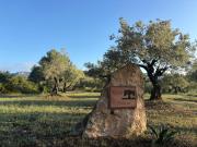 Top Perelló
