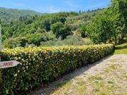 Top Scopeti