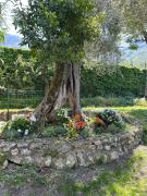 Top Brenzone sul Garda Top Brenzone sul Garda