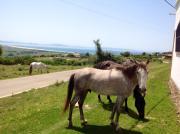 Top Tarifa