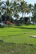 Top Tetebatu