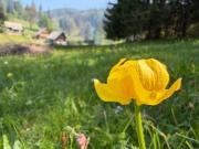 Top Srednja Vas v Bohinju