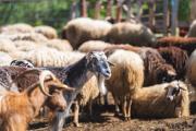 Farma Sotira Agroturizem