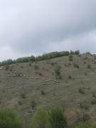 Top Pirot