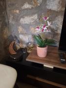 Top Mojkovac