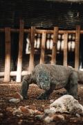 Phinisi Private trip Komodo Island
