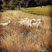Top Berrima