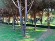 Top Principina a Mare