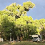 Top Cottonwood