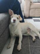 Top Morelia