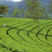 Top Munnar