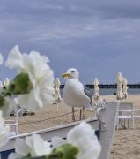 Top Gdynia
