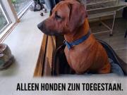 Huisje Boslust, in de natuur op een rustig park