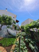 Olive Paradise