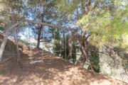 Top Torrox