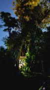 Casa del Árbol (A-Frame) - Ágape del Bosque