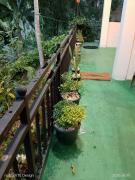 Aloe Vera Garden