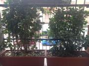 Top Imola