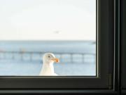 Top Roscoff