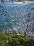 Top Piombino