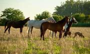 Top Cañuelas