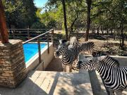 Top Marloth Park