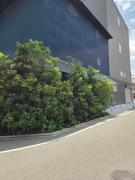 坂本龍馬