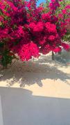 Top Andiparos
