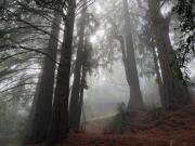 Top Woodside