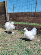 Top Alanno