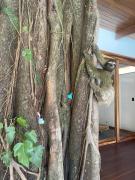 Top Punta Uva