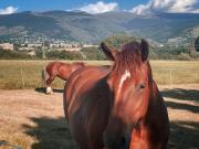 Top Llivia
