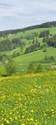 Ferienwohnung im Schwarzwald mit Blick ins Grüne und Balkon