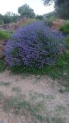 Top Bagnone