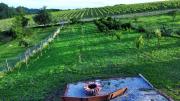 Top Grabrovnik