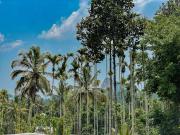 Top Meenangadi