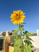 Top Castelsardo