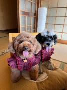 Top Kami-ichi