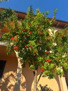 Top Cavriglia