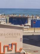 Top Mamaia Nord